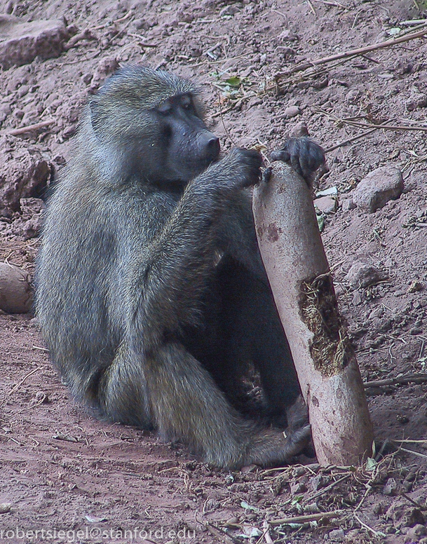 baboon